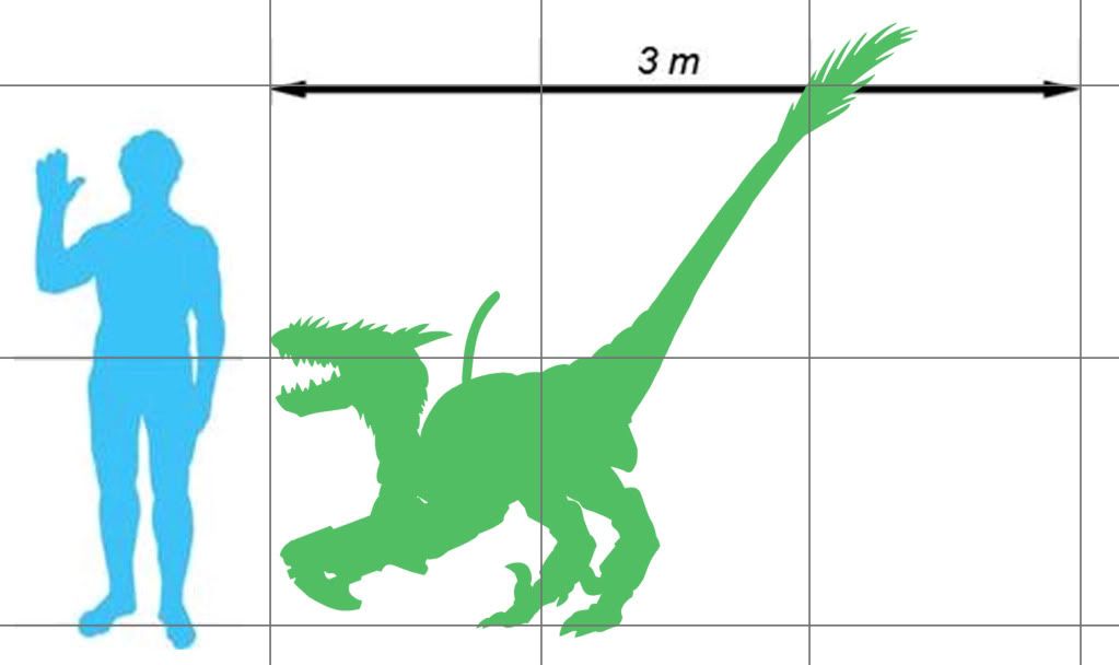 velociraptor dimensions